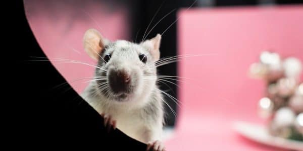 Pourquoi la dératisation est essentielle pour la santé et la sécurité ?